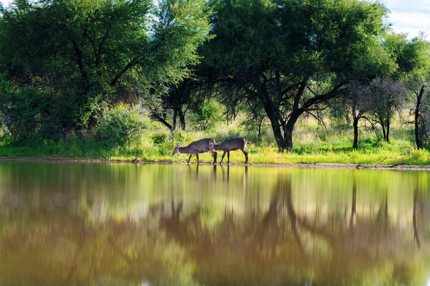 Wildlife