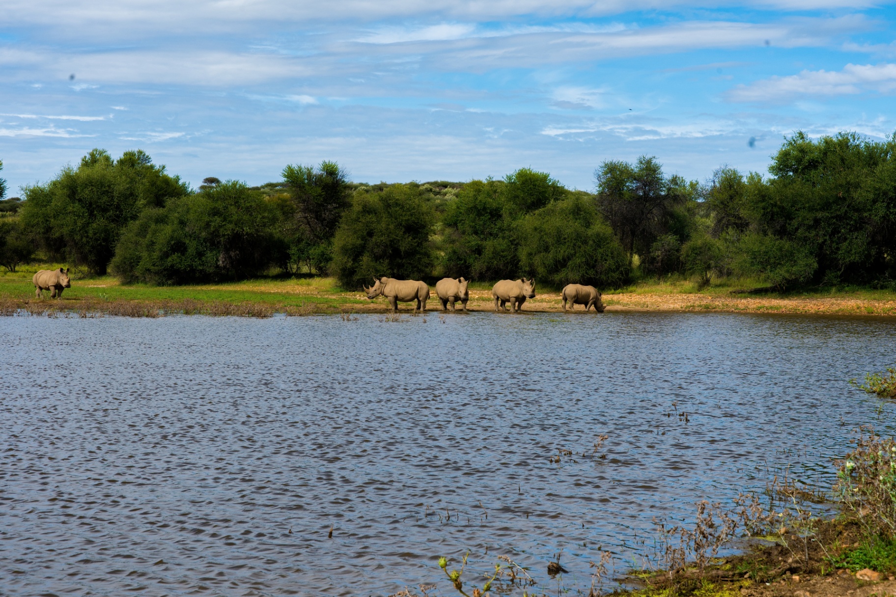 Rhino herd at the waterhole