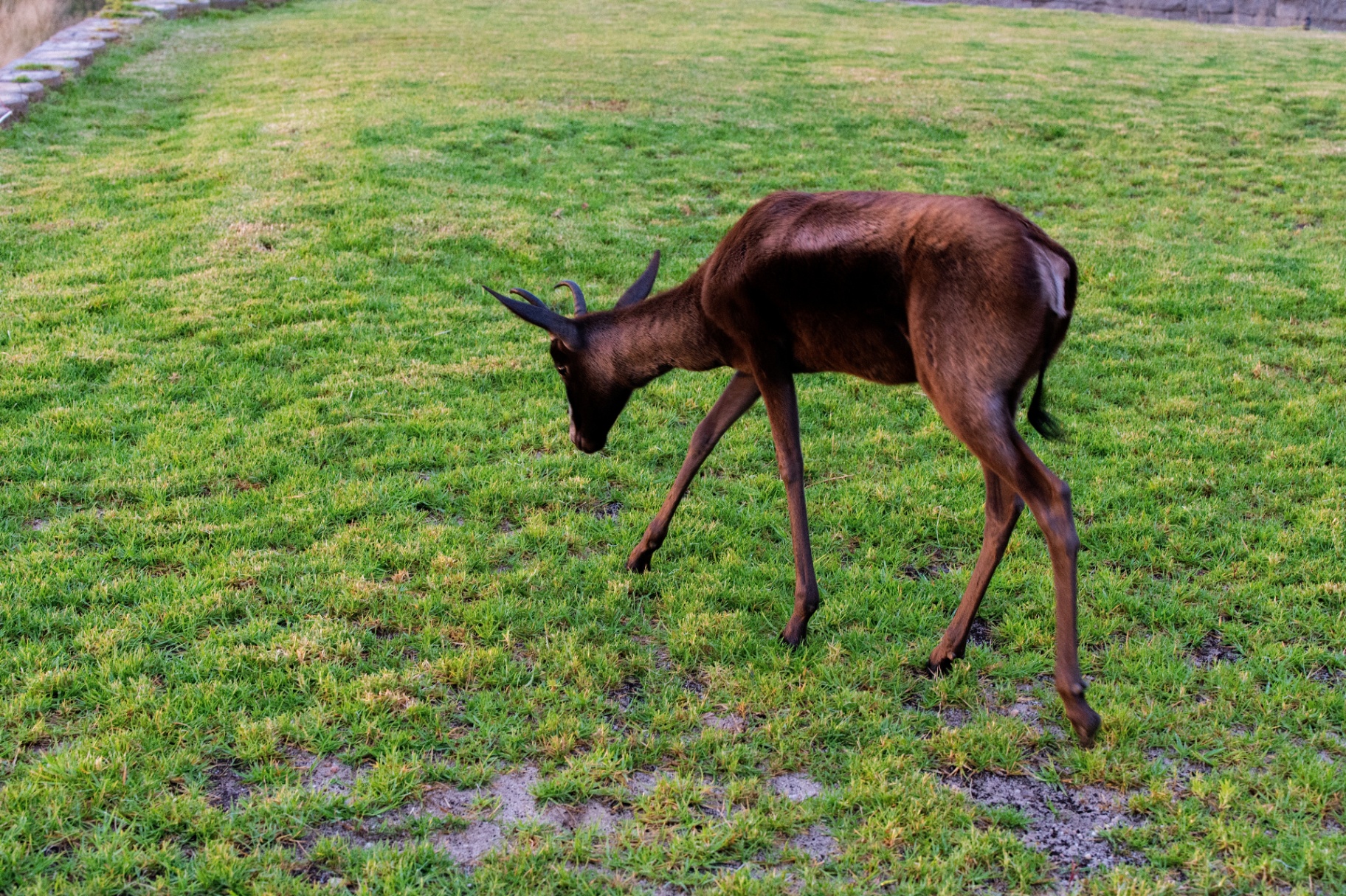 Antelope grazing on the lawn