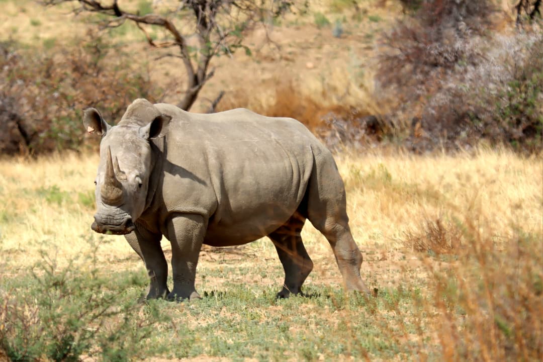 Close-up portrait of a rhino