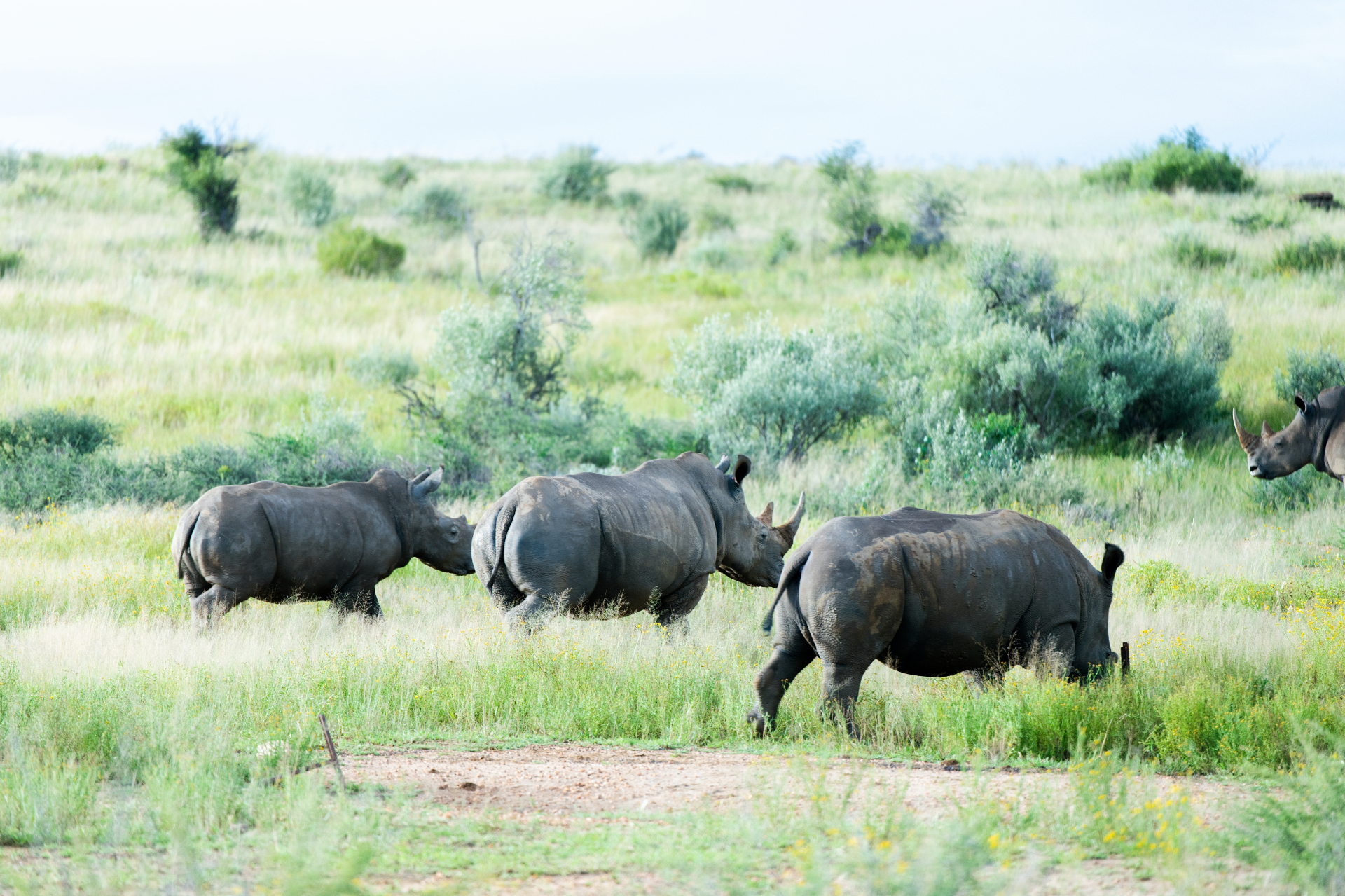 White rhinos grazing on the green plains