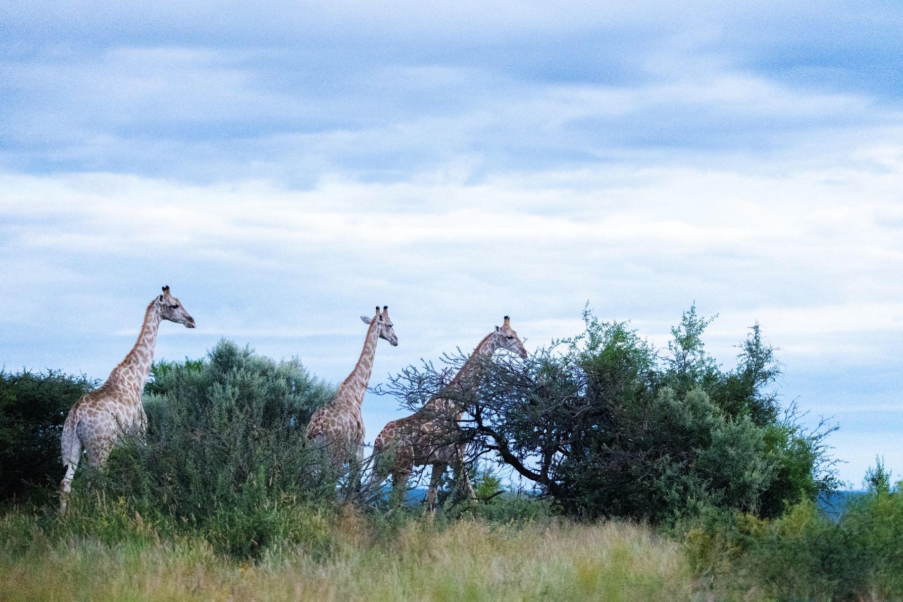 Giraffes browsing the acacia bush