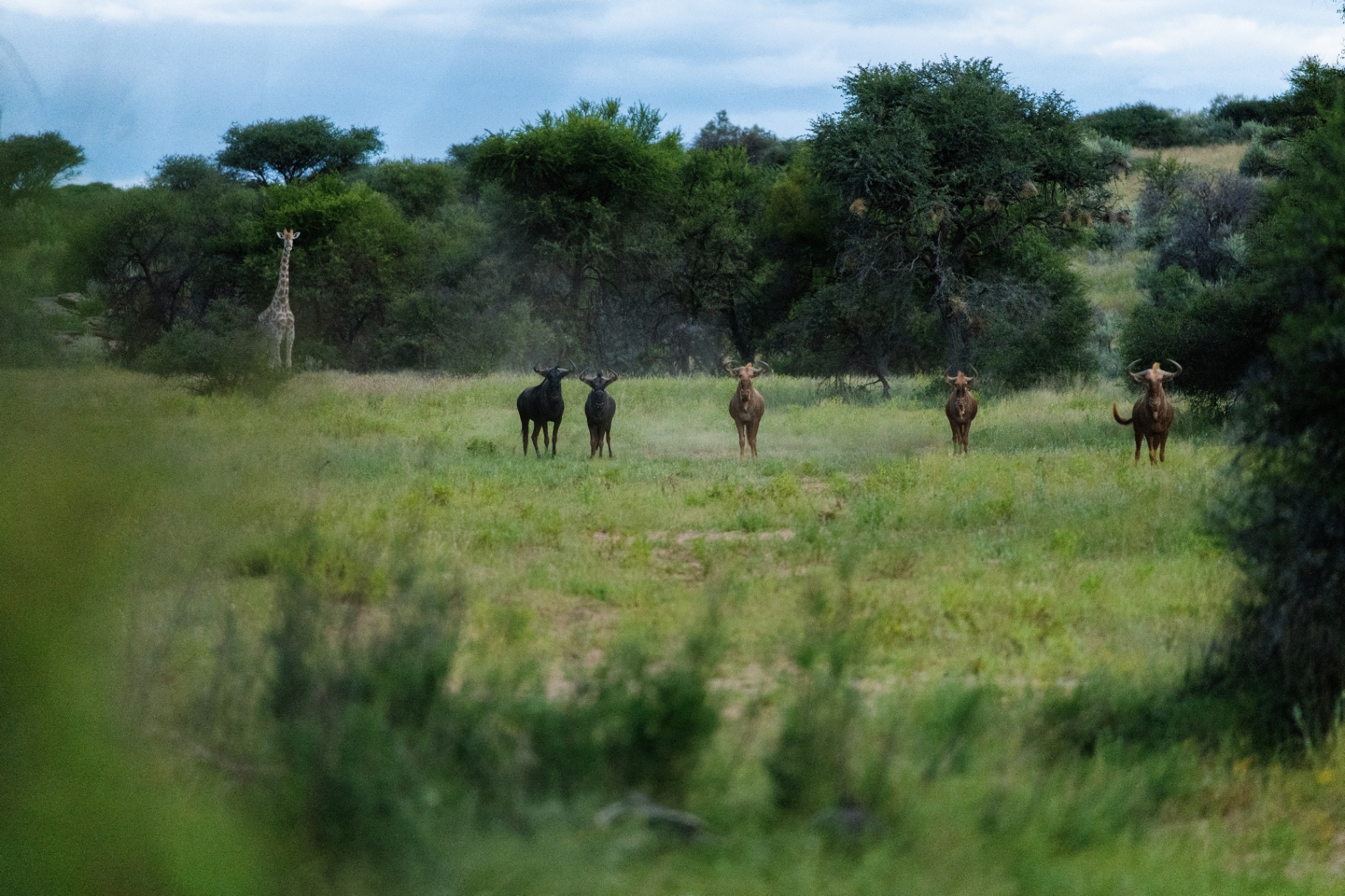 Wildebeest and giraffe on the plains
