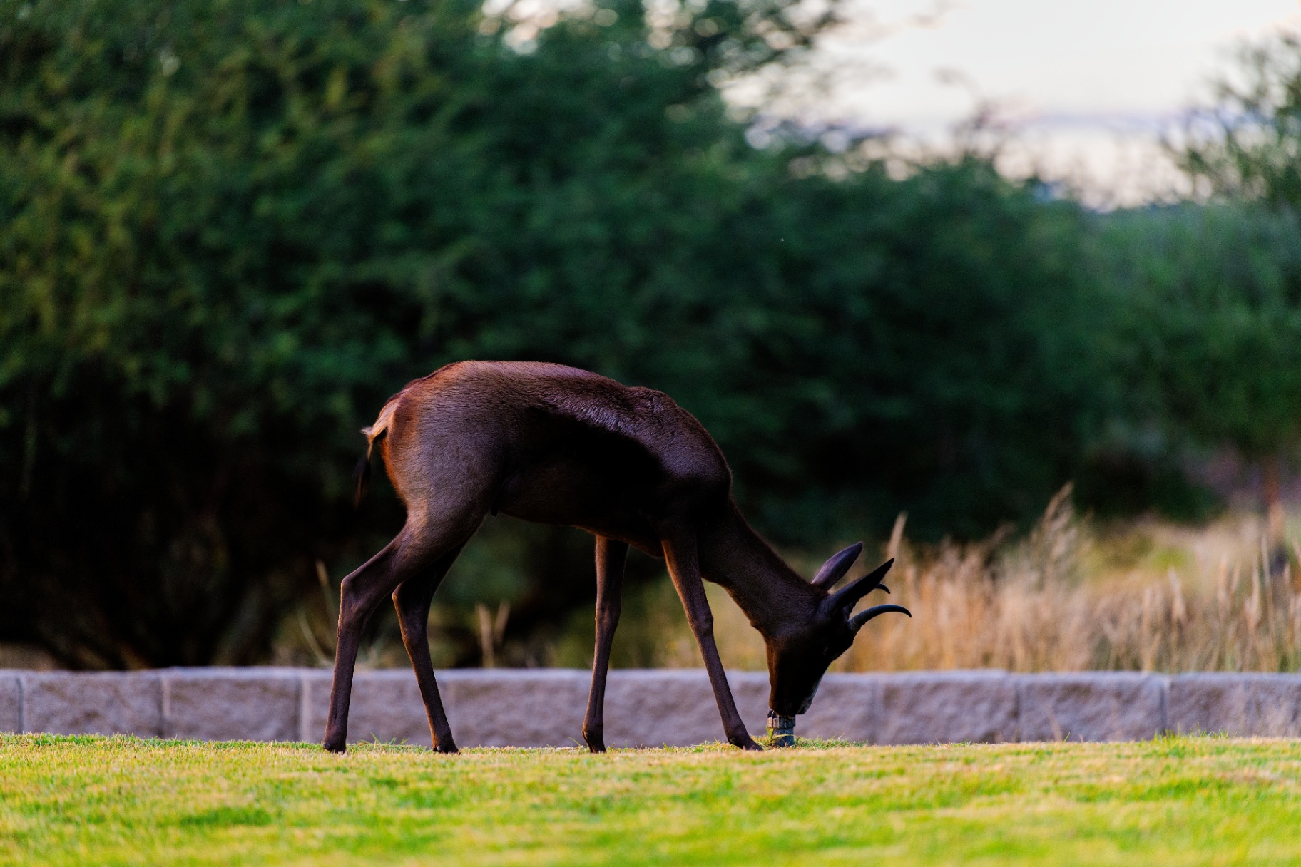 Steenbok grazing at golden hour