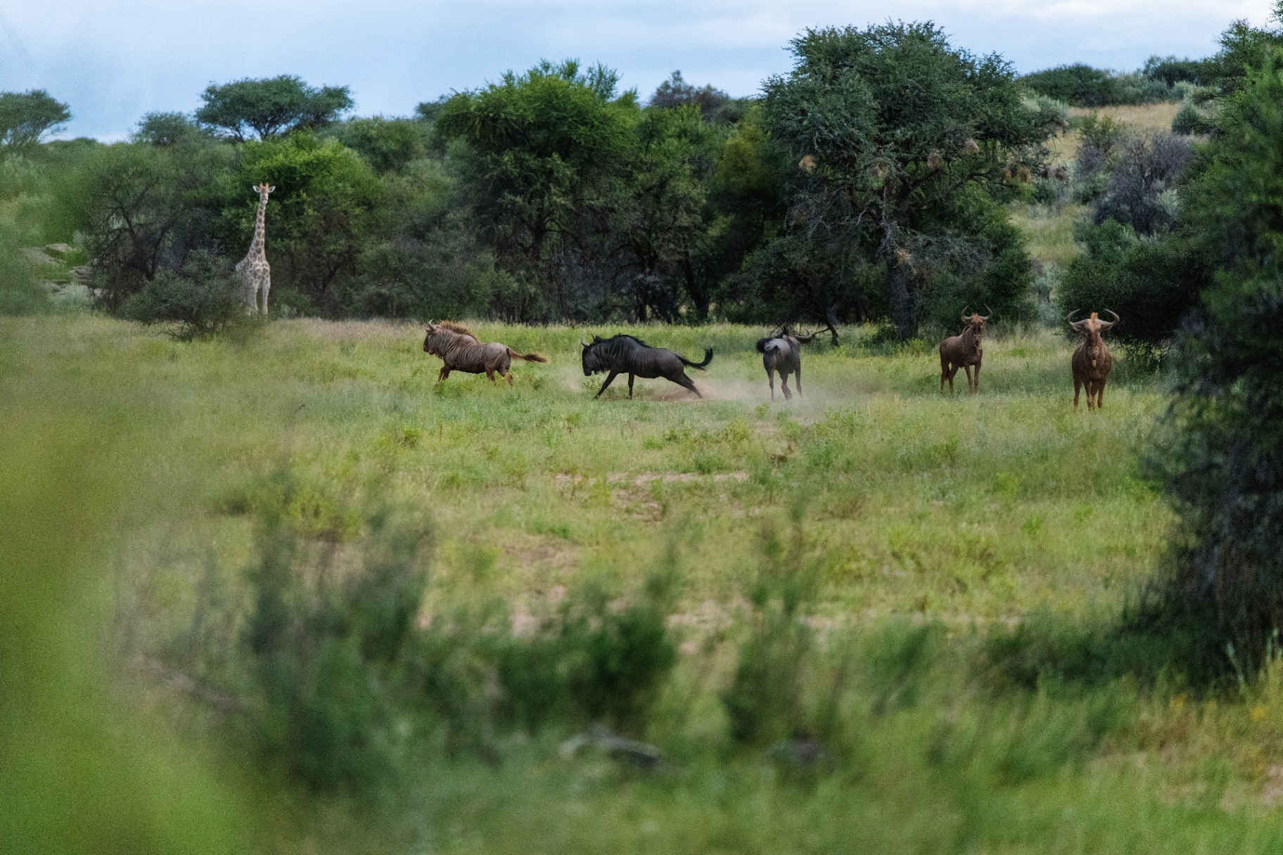Wildlife