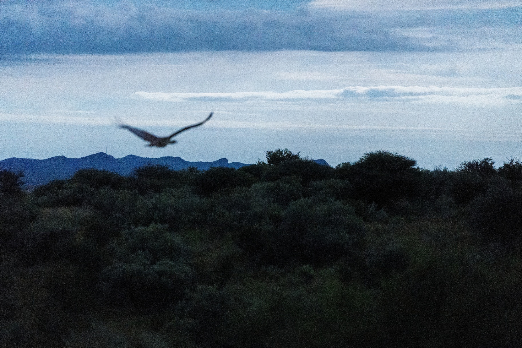 Bird taking flight at dusk over the mountains