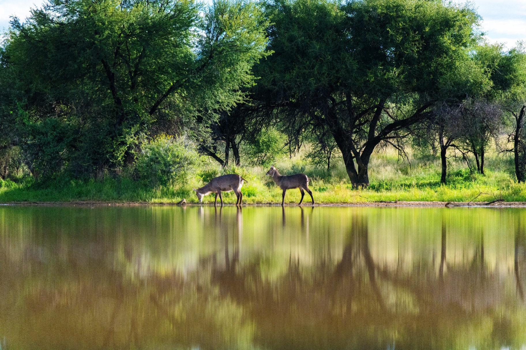 Waterbuck reflected in water