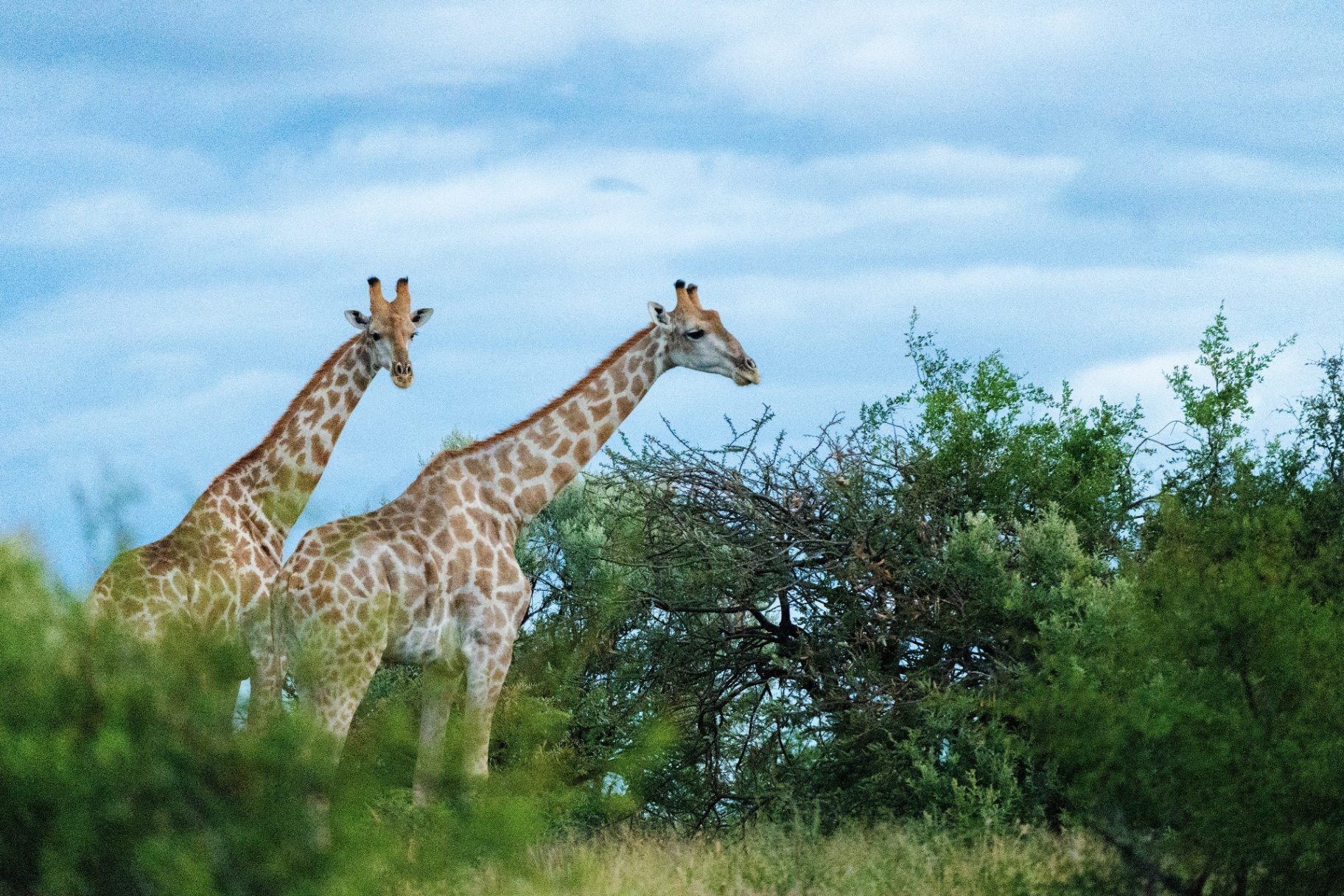 Pair of giraffes in the bush