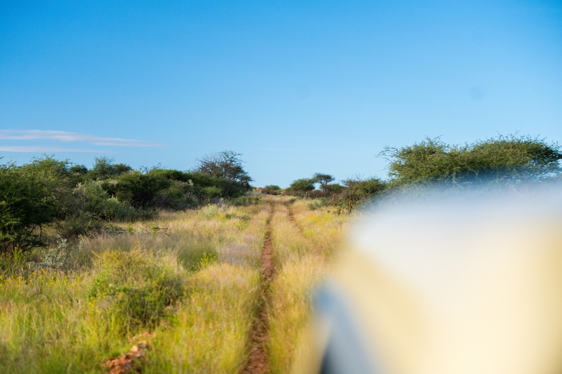 Bush track through the landscape