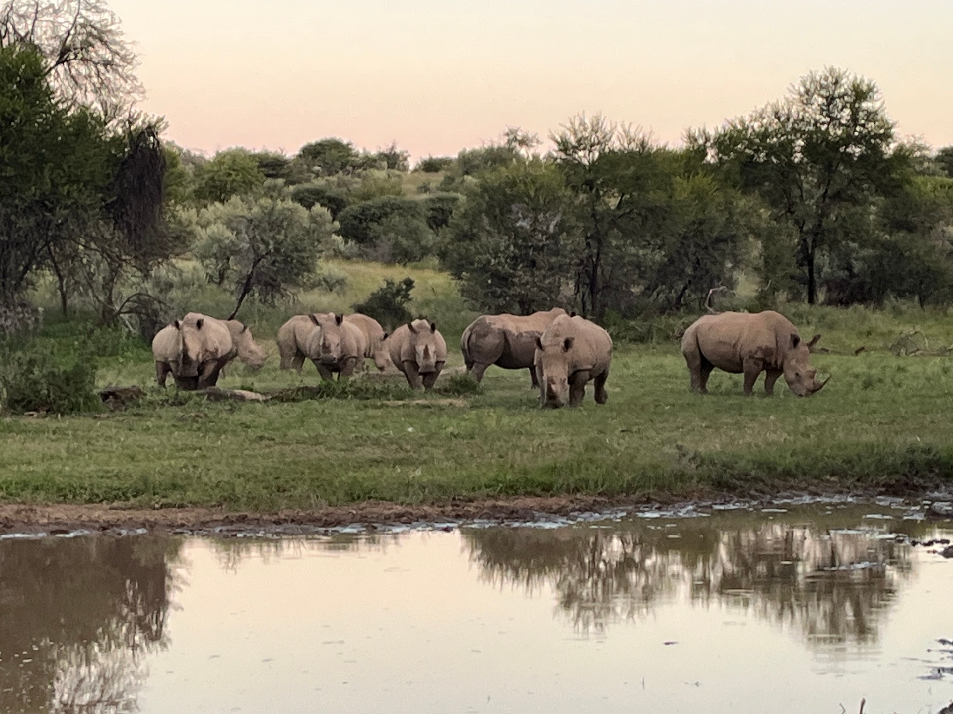 Rhino herd at the waterhole