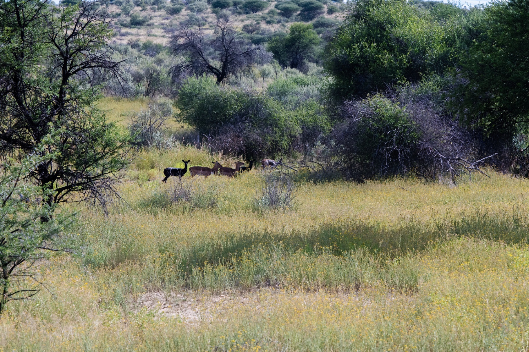 Impala in the bush