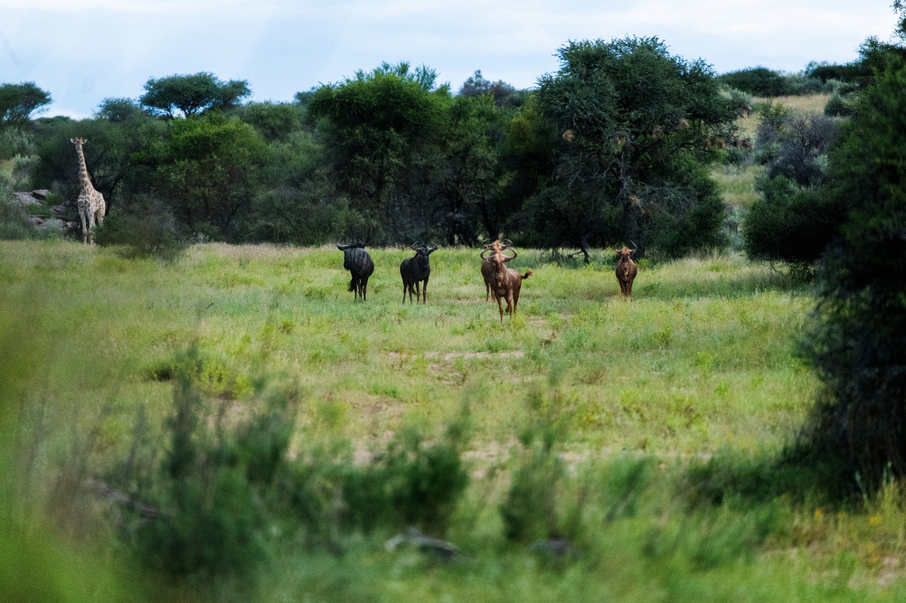 Herd of animals on the plains